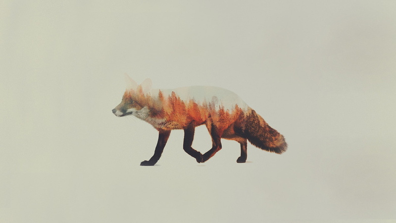 1080P, Andreas Lie, double exposure, animals, simple background, fox