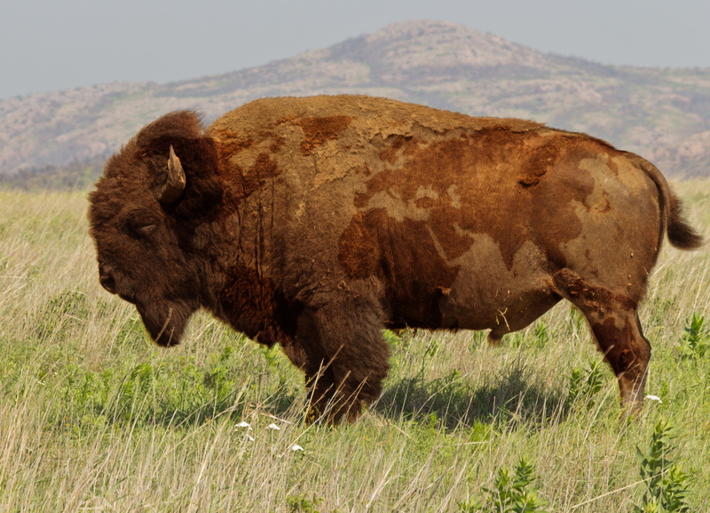 grass, brown, animals, day, mammal, grazing, animal wildlife, herbivorous, no people, american bison, bison, 4K, nature, landscape, buffalo, domestic animals