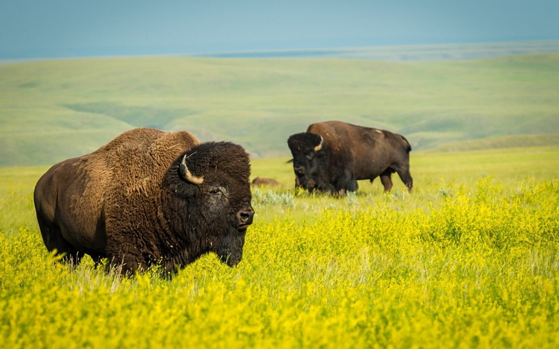 Field National Park, bison, bisons, rape, black, brown, 720P, wildlife, nature, animals