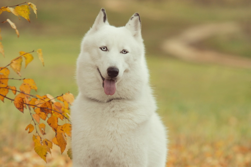 land, siberian Husky, young Animal, husky, beauty In Nature, domestic, mammal, outdoors, no people, dog, fur, autumn, field, friendship, sled Dog, animal Eye