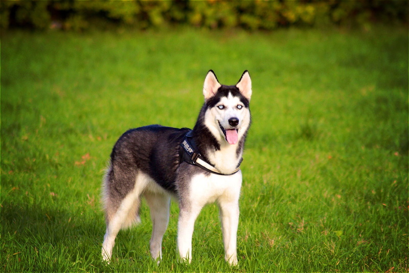animal themes, outdoors, puppy, siberian, looking, mouth open, day, one animal, full length, siberian Husky, canine, mammal, field, no people, dog, black