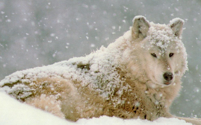 focus on foreground, Lobo, white color, animal head, Canido, animal themes, no people, Depredador, winter, snowing, mammal, blizzard, Animales, animal