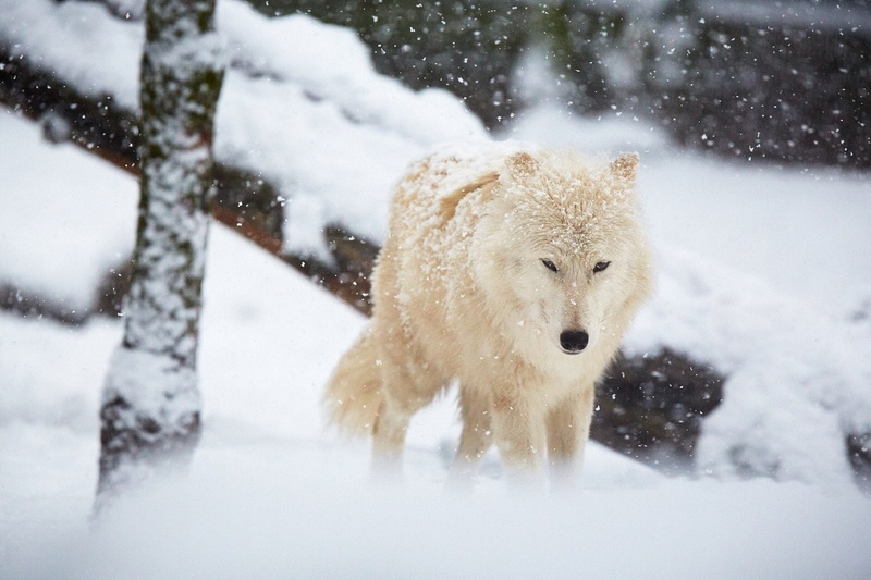 wolf, Lobo, animal, dog, mammal, portrait, snowing, animal wildlife, canine, day, no people, 1080P, outdoors, snow, one animal, winter, cold temperature