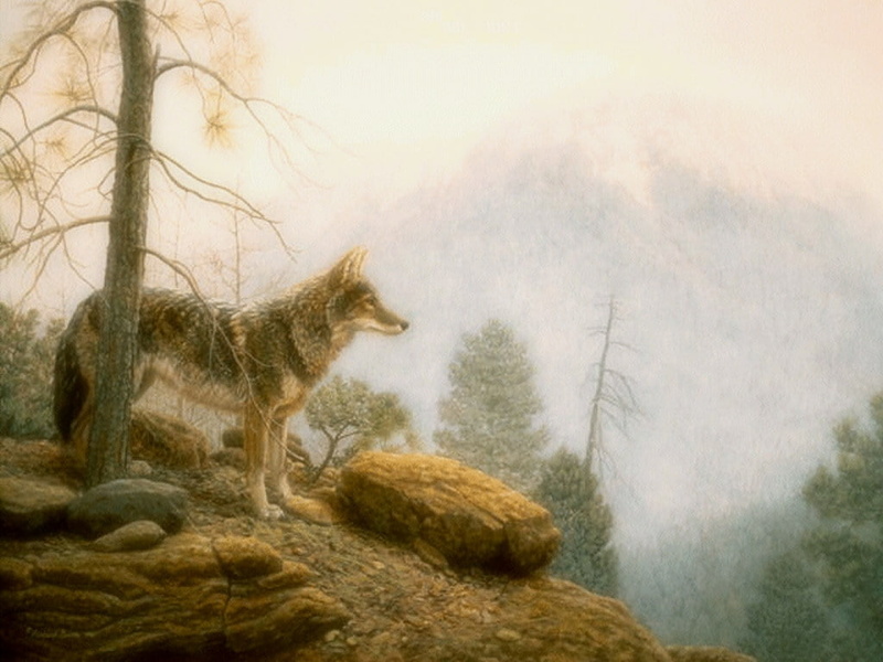 lobo, dogs, mountains, Burns, hd, animals, misty, wolf, 480P, painting, art, lookout, canine