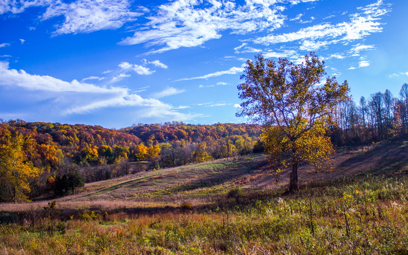 land, plant, tranquility, green, cloud - sky, nature, scenics - nature, clear sky, forest, sunlight, Cromwell Valley, environment, field, landscape, sycamore