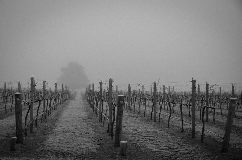 scenics - nature, boundary, day, fog, in a row, wooing tree, barrier, grapevines, wooden post, tranquility, tranquil scene, fence, wood - material, land
