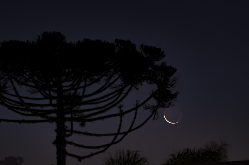 araucaria, sky, space, outdoors, horizon, starry sky, nature, silhouette, curitiba, astronomy, nebula, dark, planetary moon, moonlight, eclipse, moon, growth