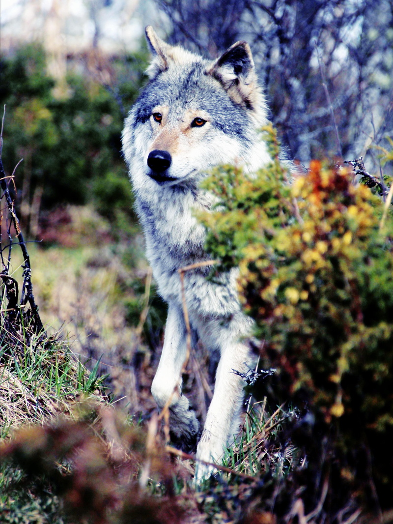 animal, wolves, plant, predator, no people, wolf, tree, grey, mammal, land, field, one animal, wolf eyes, dog, wild, animal themes, outdoors, forest, wildlife