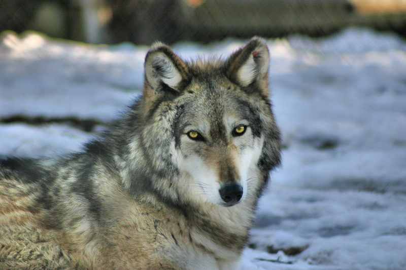 portrait, animal wildlife, canine, cold temperature, one animal, animal, carnivore, nature, animal themes, focus on foreground, call of the wild, day, looking at camera