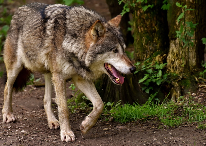 anger, beautiful, focus on foreground, carnivores, dangerous, walking, vertebrate, day, land, wilderness, no people, wild, snarling, animal wildlife, snout