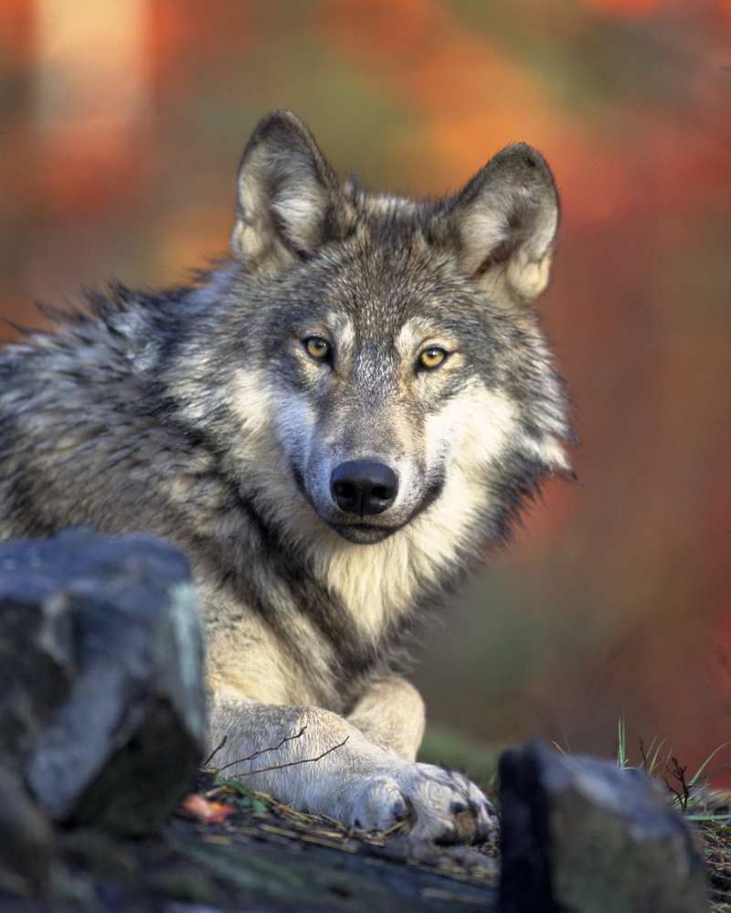 one animal, canidae, vertebrate, 4K, nature, survival, animals in the wild, animals hunting, canis lupus, rock, selective focus, looking at camera, wolf