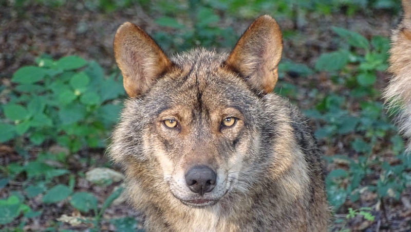nature, mammal, plants, one animal, predators, field, animals, wolves, dog, predator, near, subspecies eurasian wolf, animal eye, animals in the wild, focus on foreground