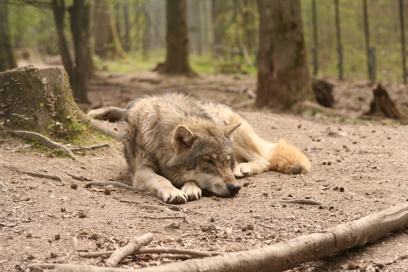 outdoors, animals in the wild, beside, relaxation, animal themes, canis lupus, 2K, zoo, forest, resting, trunk, tree, plant, wolf, fawn, one animal, land