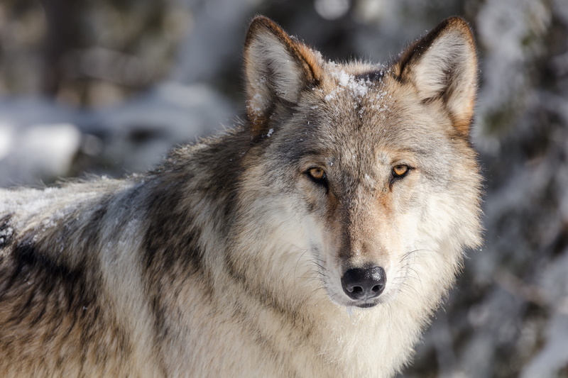 no people, animals in the wild, animal body part, 2K, lone, predator, animal wildlife, ice, day, hunter, wildlife, focus on foreground, cold, outdoors