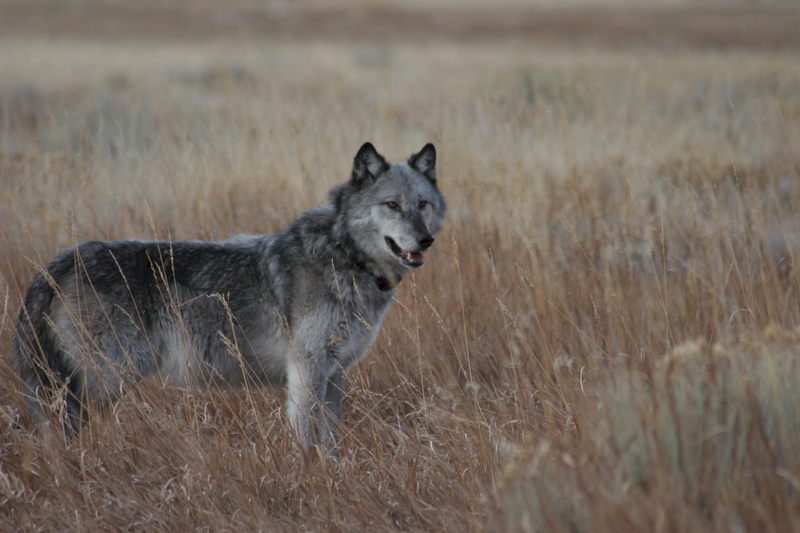 survival, one animal, white, canine, field, animal, looking, withered, wild, animal wildlife, day, 1080P, gray, animals hunting, mammal, vertebrate, predator