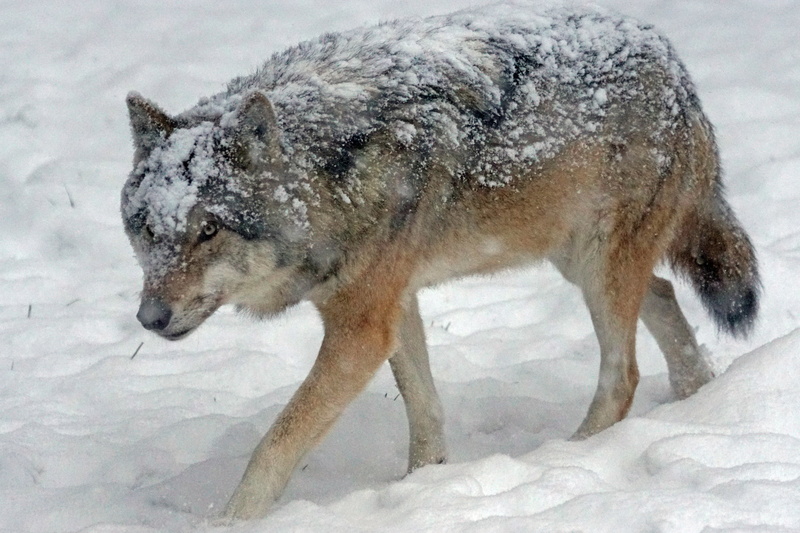 no people, mammal, blizzard, cold, social, snow, outdoors, predator, one animal, european, animals In The Wild, wildlife photography, white color, frozen