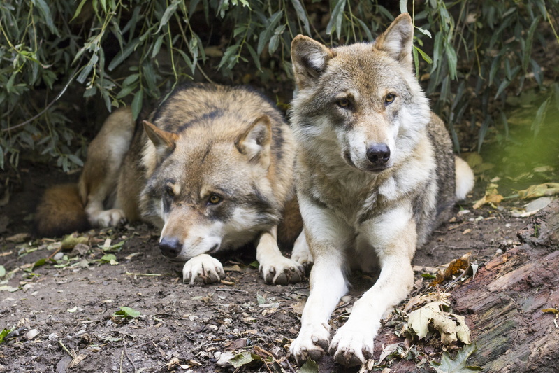 nature, two animals, friends, dormant, no people, portrait, relaxation, outdoors, white, forest, mammal, wolves, european wolf, ground, predator, two, group of animals