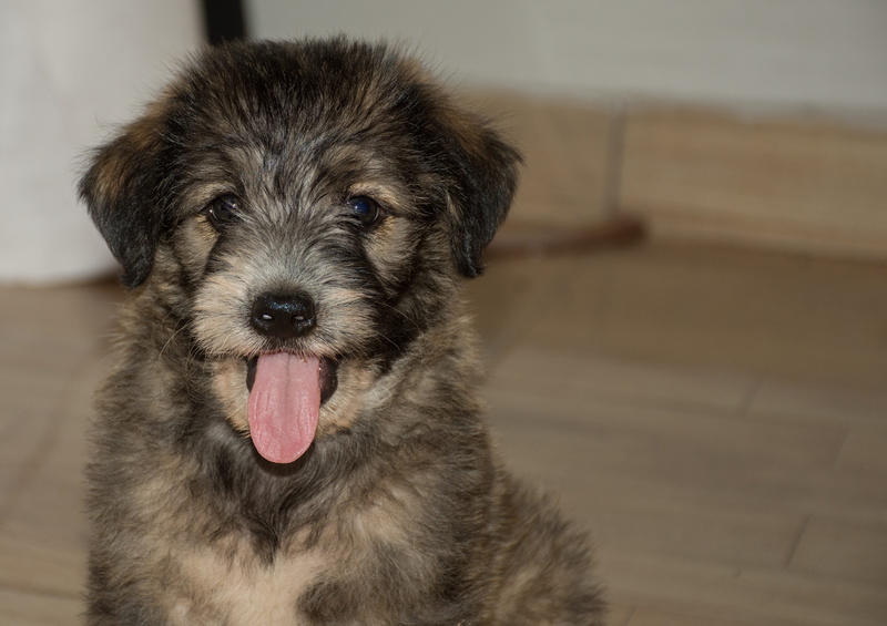 young animal, domestic, close-up, focus on foreground, canine race, canidae, animalia, animal tongue, animal mouth, canine, fur, looking at camera, mammalia