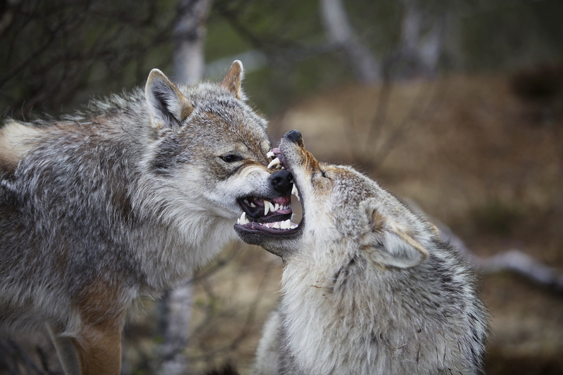 focus on foreground, anger, Eurasian (European, 5K, mammal, two, wolves, Norway, mouth open, irritation, vertebrate, nature, animals in the wild, animal