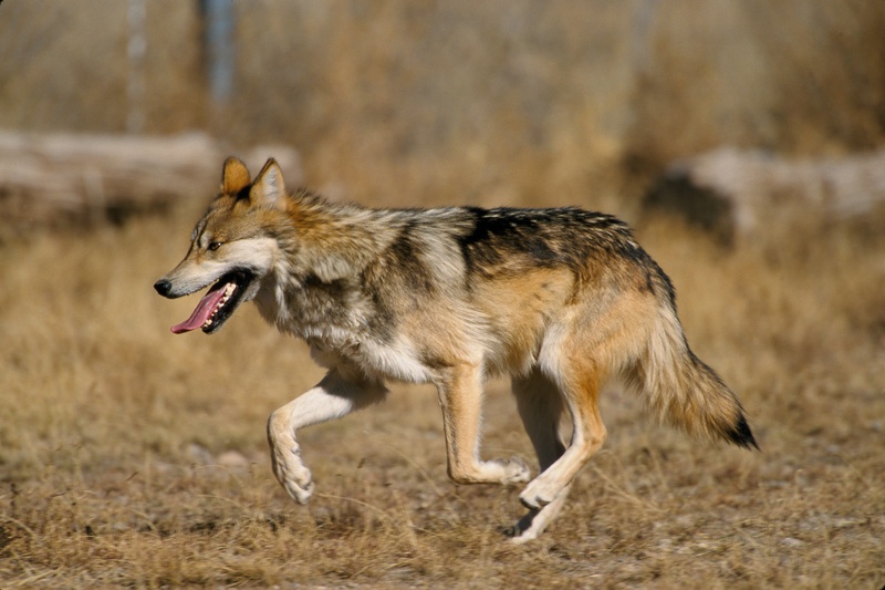 canis lupus, motion, side view, one animal, nature, standing, mammal, animal themes, selective, daytime, wolf, field, running, photography, focus, animal wildlife