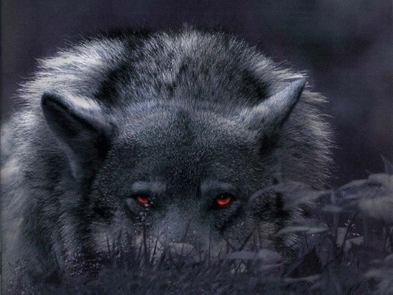 canine, And the night was dark, hd, art, beautiful, dogs, animals, Abstract, night, Canis Lupus, dark, 480P, dog