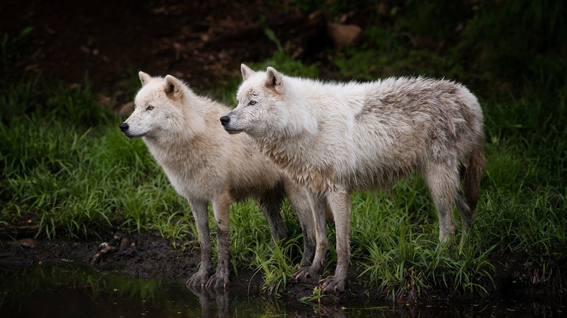 alaskan tundra wolf, canis lupus tundrarum, wildlife, tundra wolf, canis lupus, barren ground wolf, wolf, grass, 4K, wilderness, wild animals, bank, barrenground