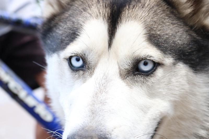 animal body part, siberian husky, portrait, dog, animal head, looking at camera, animal eye, sled dog, pets, canis lupus familiaris, siberian, whisker