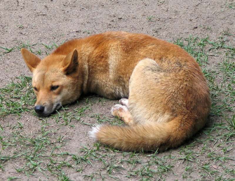 relaxation, no people, 480P, grass, brown, cute, dog, vertebrate, land, resting, animal themes, mammal, animal head, high angle view, public domain, lupus