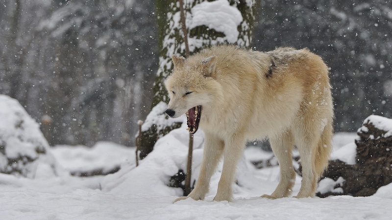 land, wildlife, day, cold temperature, mammal, focus on foreground, animals in the wild, canis lupus tundrarum, group of animals, wilderness, aggression