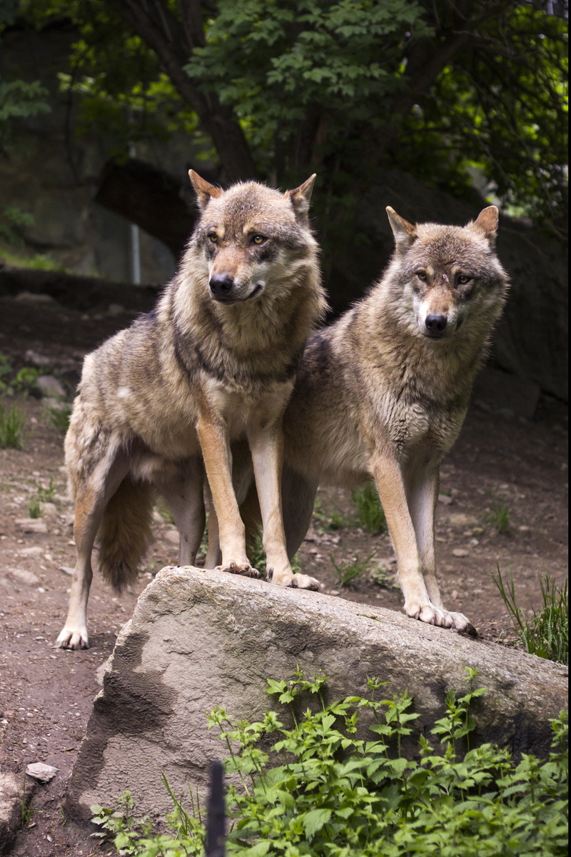 canis lupus, rock, looking at camera, european wolf, mammal, day, ground, brown, animal themes, plant, standing, animal wildlife, animal, group of animals