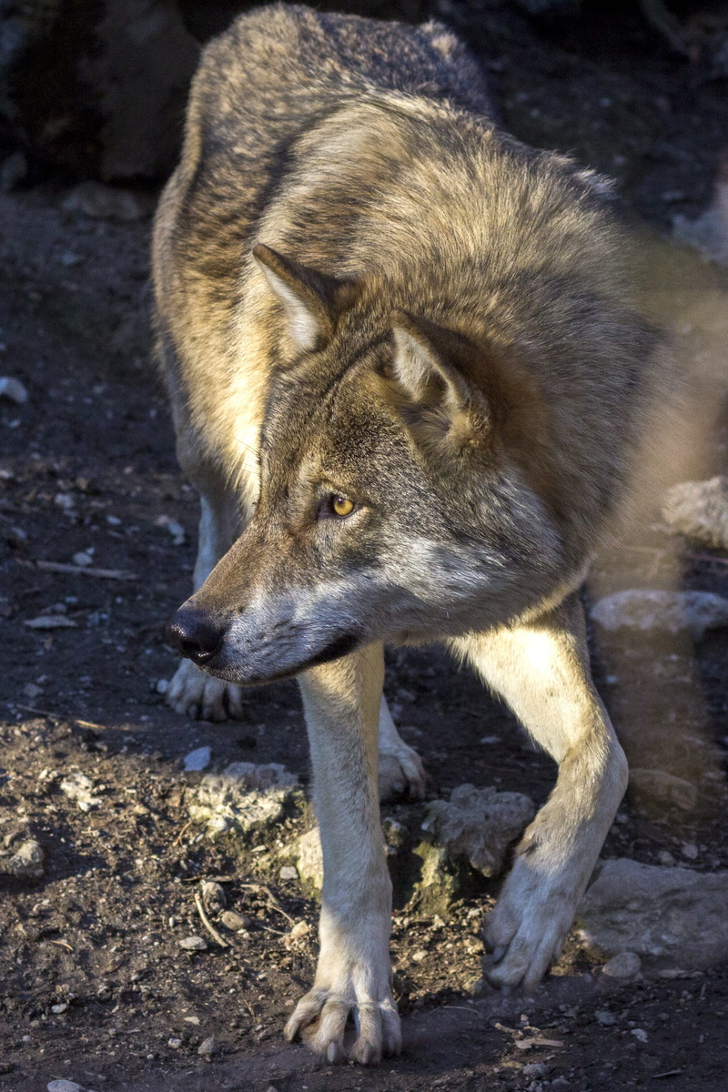 day, canis lupus, paw, nature, vertebrate, mammal, hundeartig, field, photography, standing, animal, predator, attention, one animal, close-up, hunter