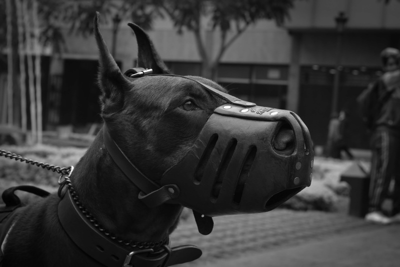 one animal, animal body part, depth of field, blur, muzzle, mammal, animal, architecture, looking away, black, black-and-white, breed, vertebrate, domestic