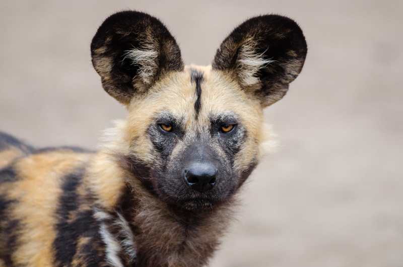 portrait, african wild dog, day, wild animal, puppy, no people, carnivorous, carnivorous mammal, fauna, animal body part, large round ears, background