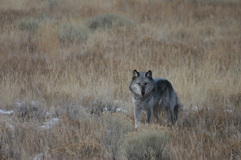 mammal, beige, animal wildlife, lupus, day, looking, wolf, animals in the wild, empty, grass, vertebrate, wildlife, carnivore, plant, domestic animals