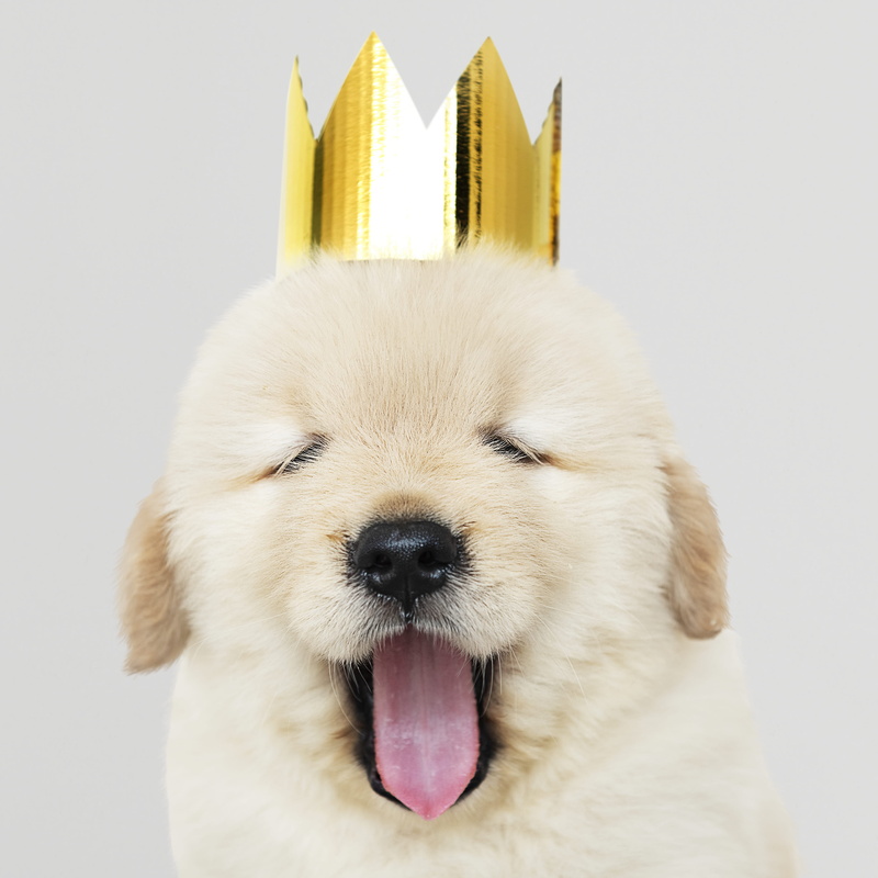 pup, mouth open, wearing, one animal, furry, purebred, adorable, photo, animal photography, no people, vertebrate, 2K, portrait, pets, golden retriever