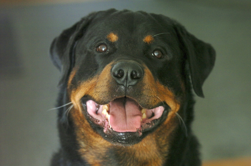 animal tongue, animal head, mammal, no people, dog, canidae, mouth open, canine, vertebrate, focus on foreground, animal, looking, one animal, 1080P, mammals
