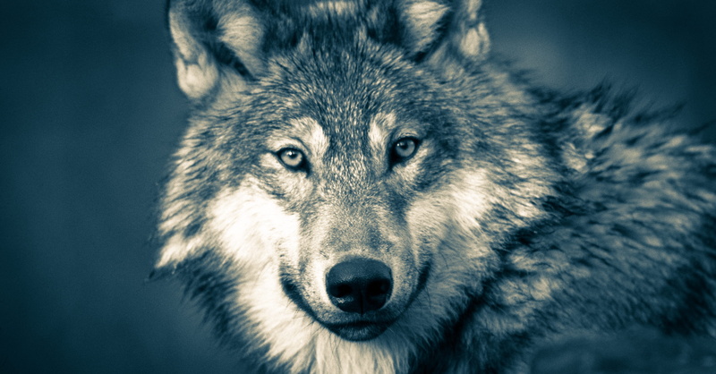mouth open, vertebrate, fur, anger, mammal, 4K, canislupus, one animal, animal, no people, animal wildlife, portrait, predator, wolf, canidae, animal eye