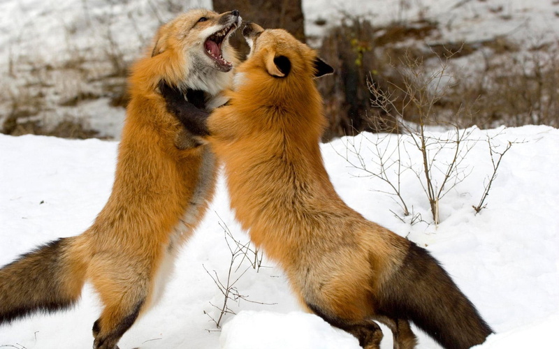 carnivora, vulpes, red fox, 1080P, fighting, animals, foxes, canidae