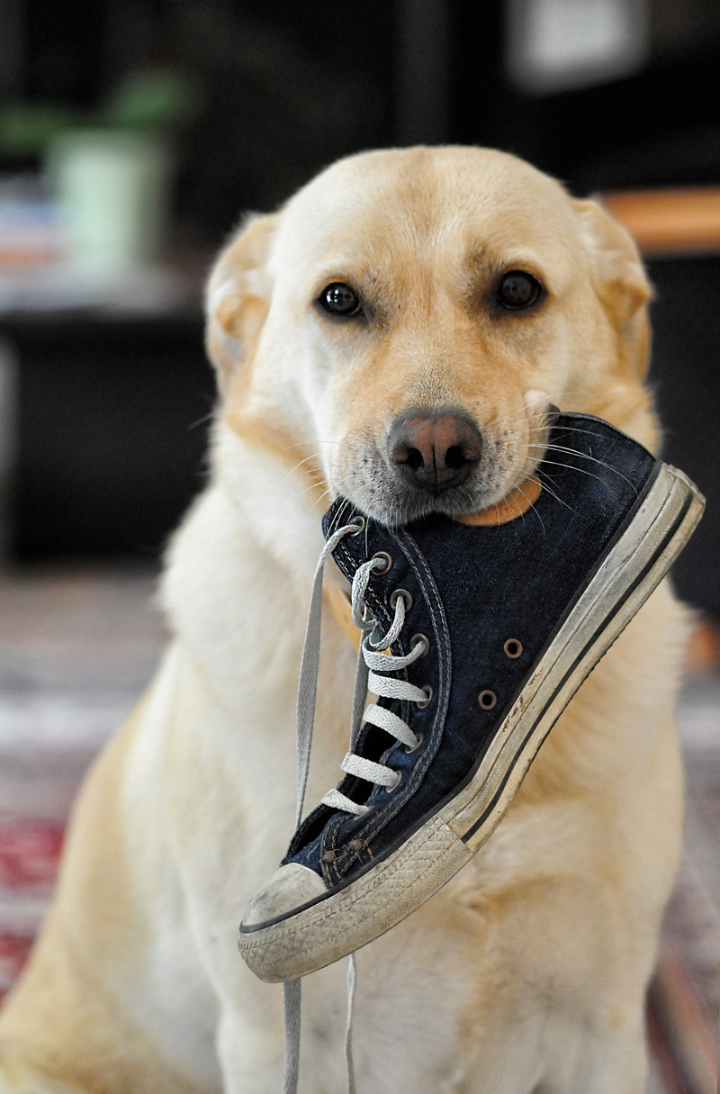portrait, domestic animals, 4K, no people, animal, retriever, pets, focus on foreground, shoe, domestic, vertebrate, yellow, dog, mammal, day, canidae