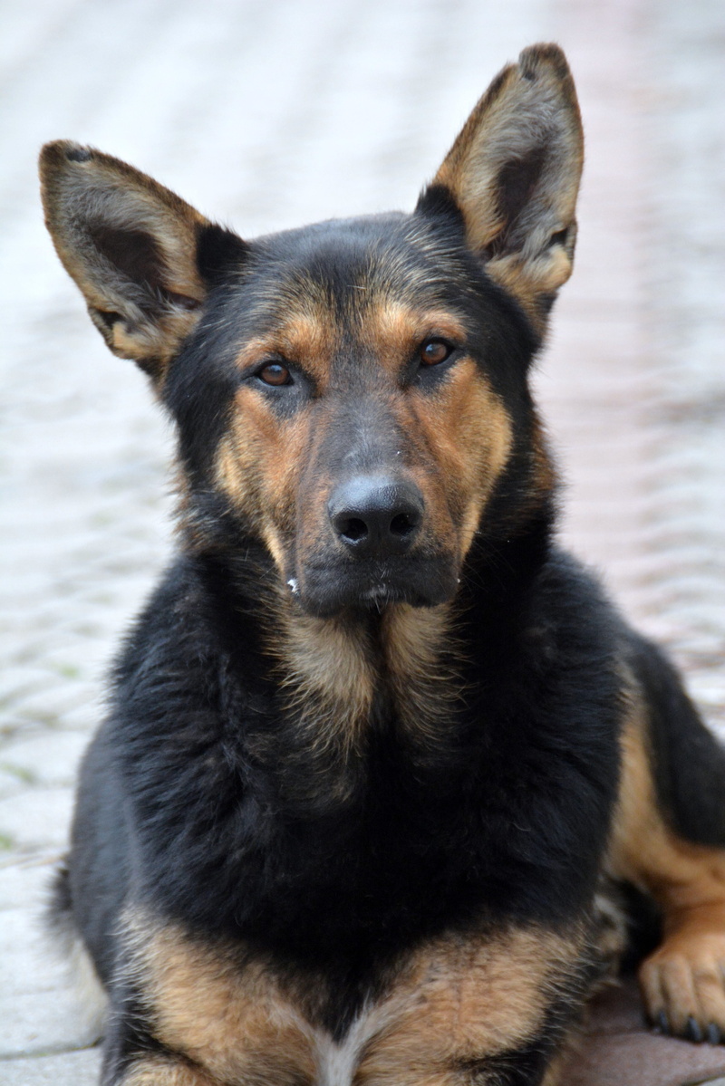 focus on foreground, day, german shepherd, sitting, close-up, canidae, canine, looking at camera, domestic, animal, mammal, 4K, purebred dog, no people