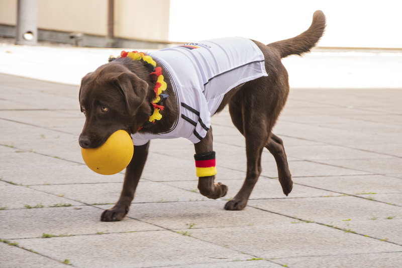adorable, pets, outdoors, labrador, fetch, no people, domestic animals, biting, mammal, day, standing, purebred, ball, leash, pet collar, domestic, vertebrate