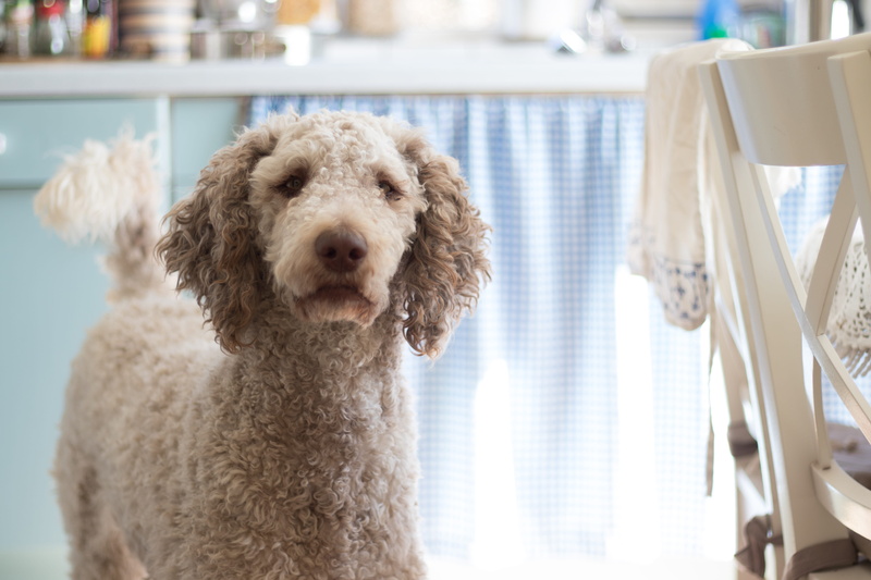 fur, animal, furry, domestic animals, sitting, blur, snout, purebred, dog, no people, poodle, animal photography, canidae, photography, portrait, domestic