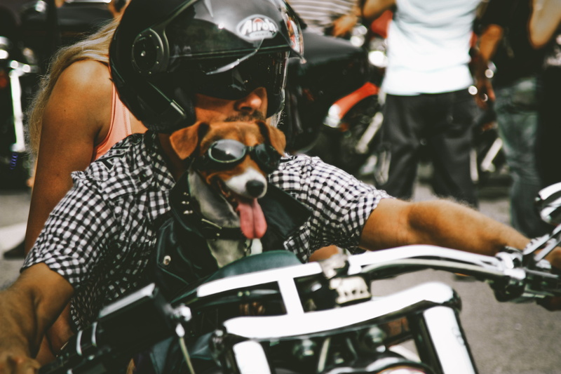 street, ride, photo, animal, men, male, safety, occupation, motor, person, blur, drive, focus on foreground, land vehicle, cute, bicycle, motorcyclist