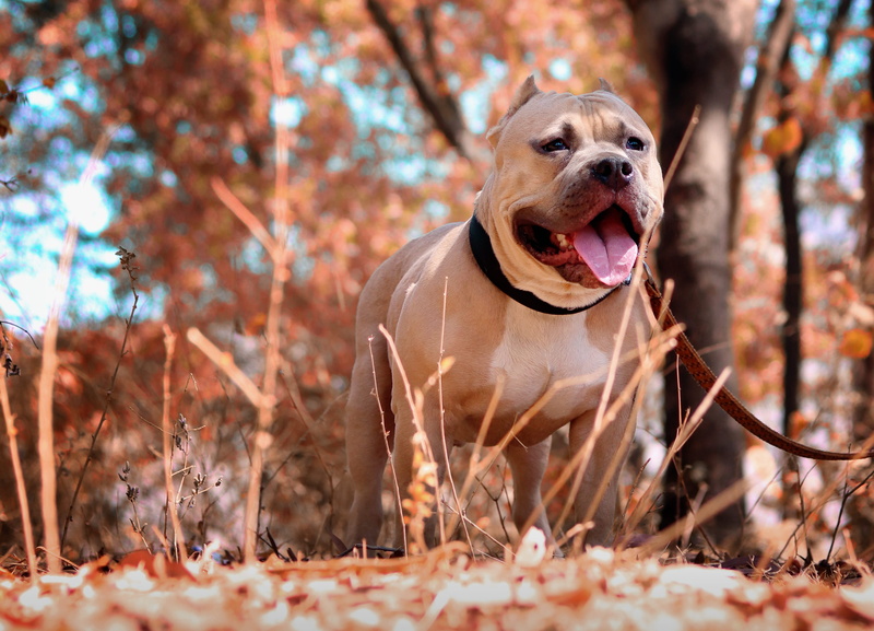 dog, domestic animal, pet, no people, animal, selective, focus, blur, dog collar, photo, land, pets, mammal, outdoors, domestic, day, leaves, dog leash