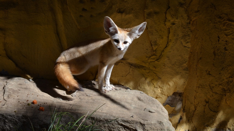 australia, fox, pavement, looking at camera, 1080P, solid, fauna, domestic animals, Zoo, one animal, large ears, mammalia, Vulpes Zerda, mammal, day, carnivore