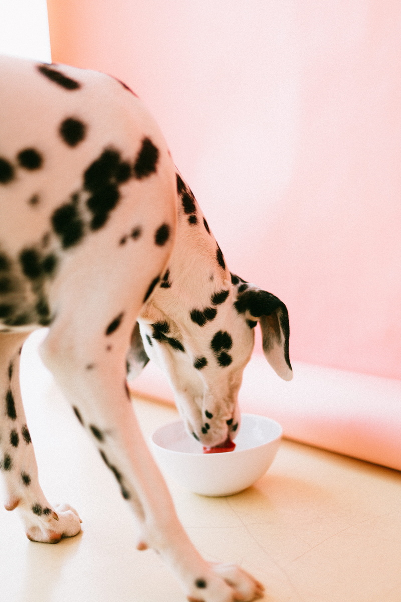 animal, home interior, thirsty, mammal, photo, domestic, one animal, 5K, indoors, dog, purebred, canine, dalmatian, high angle view, close-up, spotted