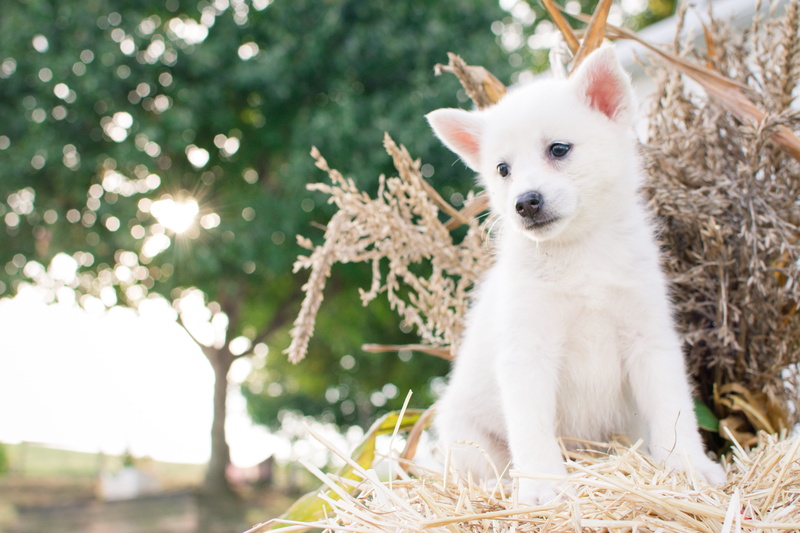 dog, sitting, animal photography, animal head, focus on foreground, tree, puppy, animal, 5K, day, plant, pomeranian, vertebrate, close, spitz, white color