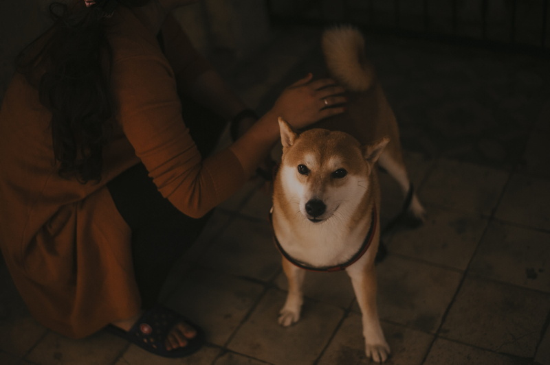 canidae, vertebrate, photo, 4K, full length, tiled floor, domestic animal, person, canine, akita, mammal, people, domestic animals, indoors, high angle view