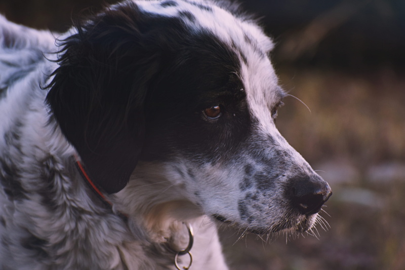 photo, dog collar, blur, close-up, pets, domestic animal, canine, depth of field, vertebrate, whisker, mammal, animal eye, black color, canidae, whiskers