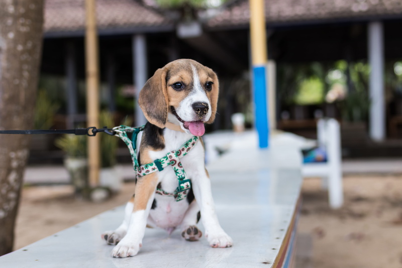 animal, sitting, looking, snout, adorable, pet, focus, looking away, vertebrate, canine, pet collar, animal photography, pets, pure bred, canidae, outdoors